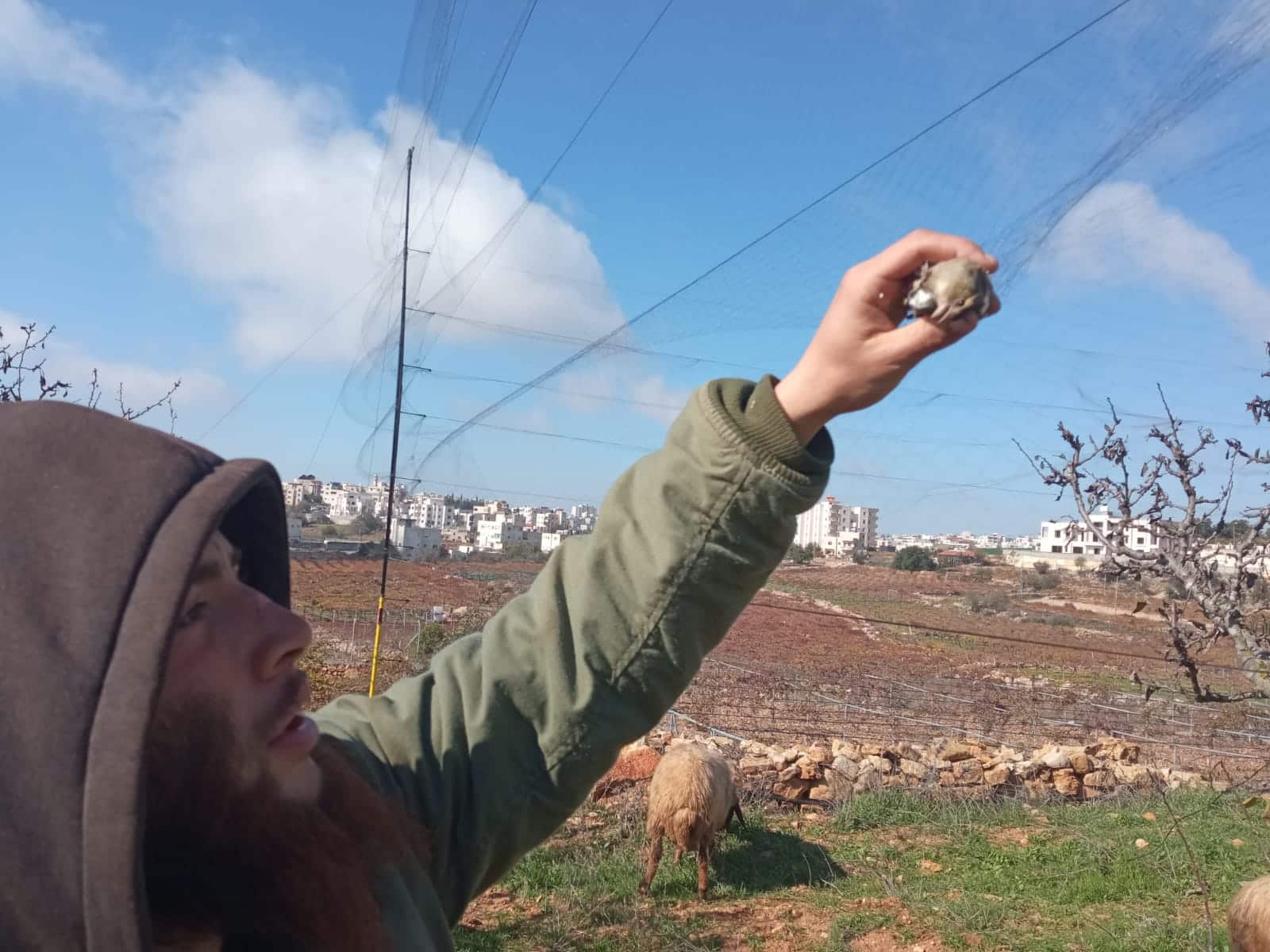 הציפור הלכודה. ללא קרדיט