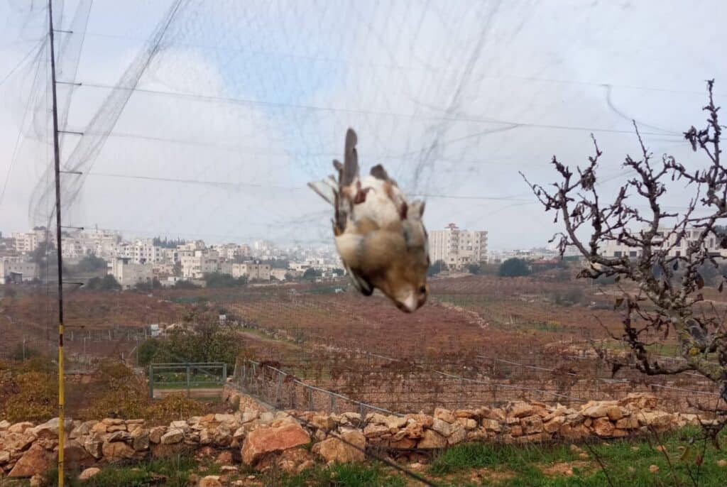 הציפור הלכודה. ללא קרדיט