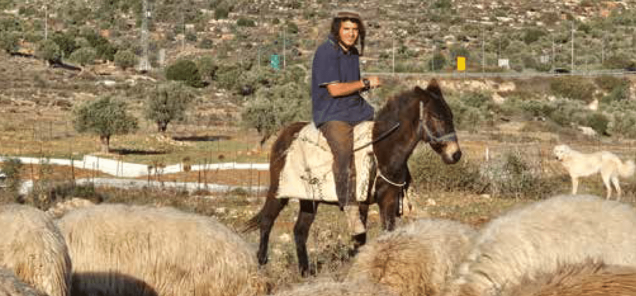 רועה צאן מכפר טרפון שומר עם עדרו על כביש חוצה בנימין