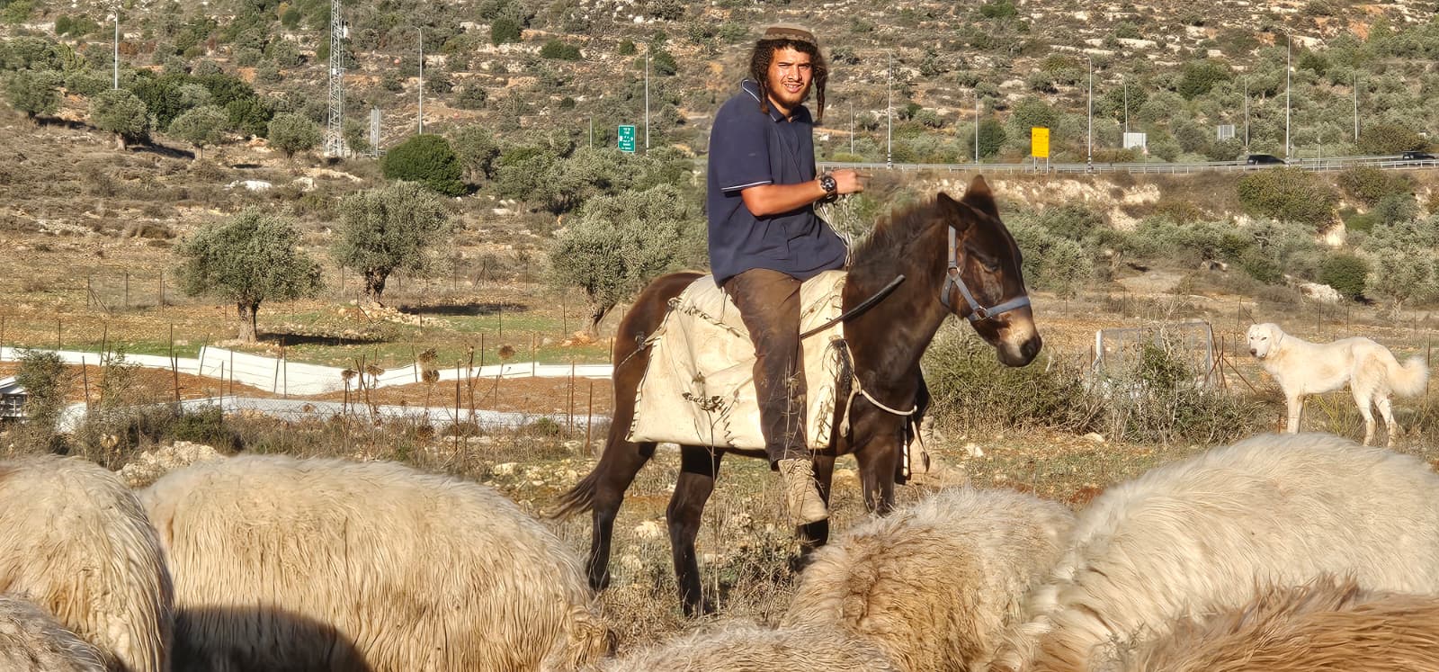 נער בגבעות רועה כבשים