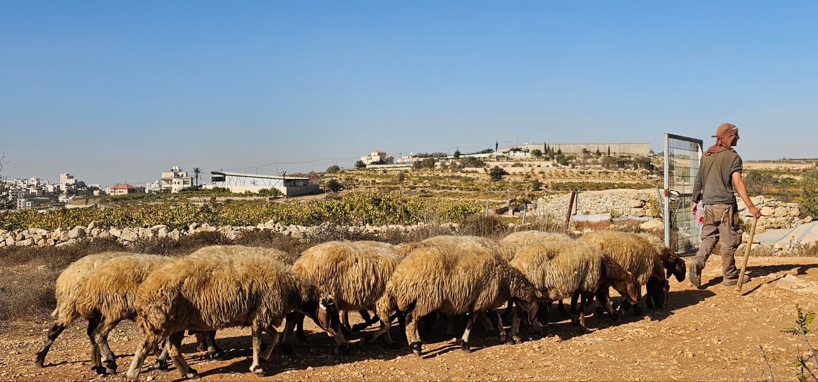 רועה צאן בהתיישבות