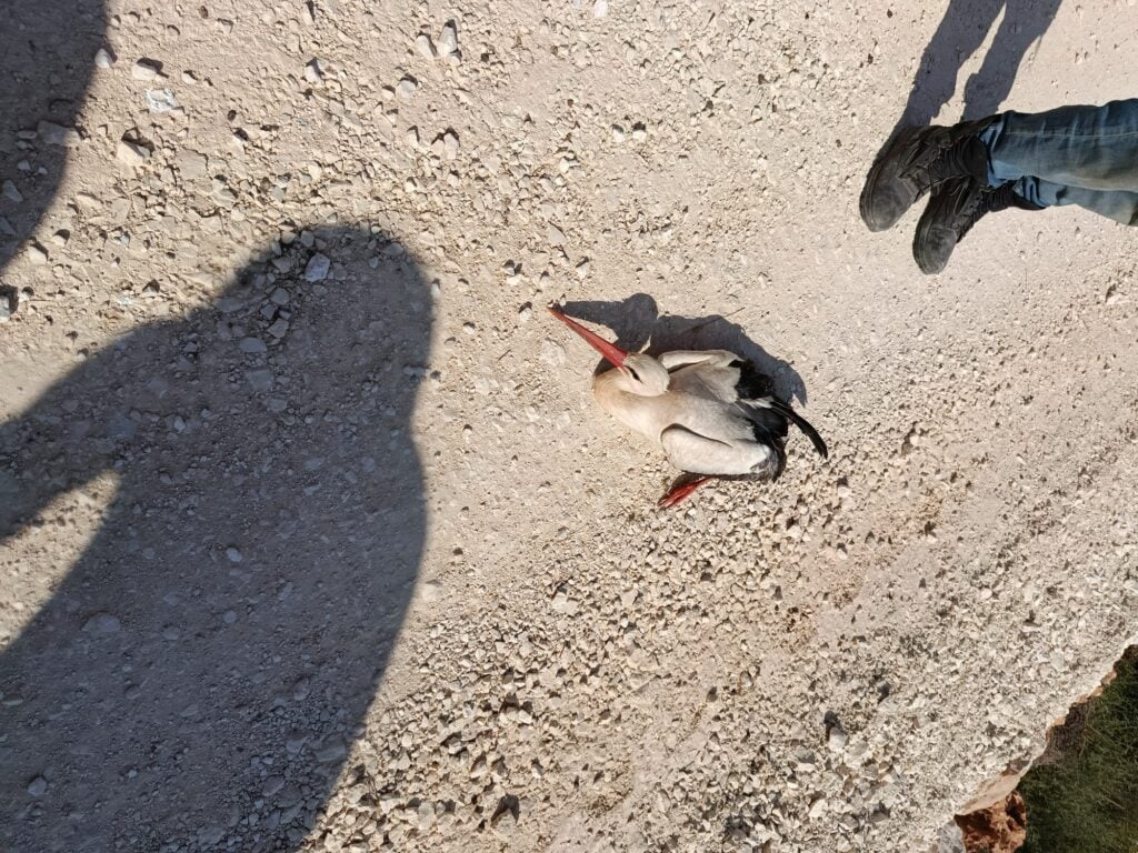 החסידה שניצלה
