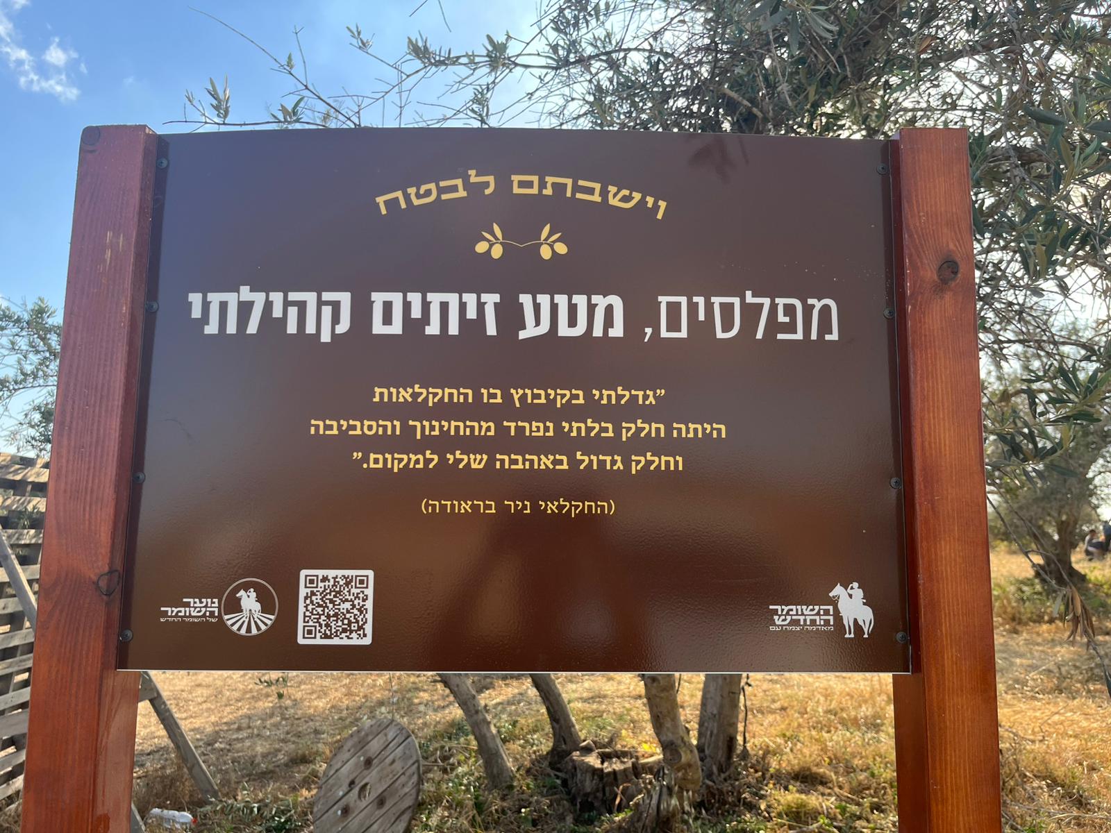 כרם זיתים בקיבוץ מפלסים