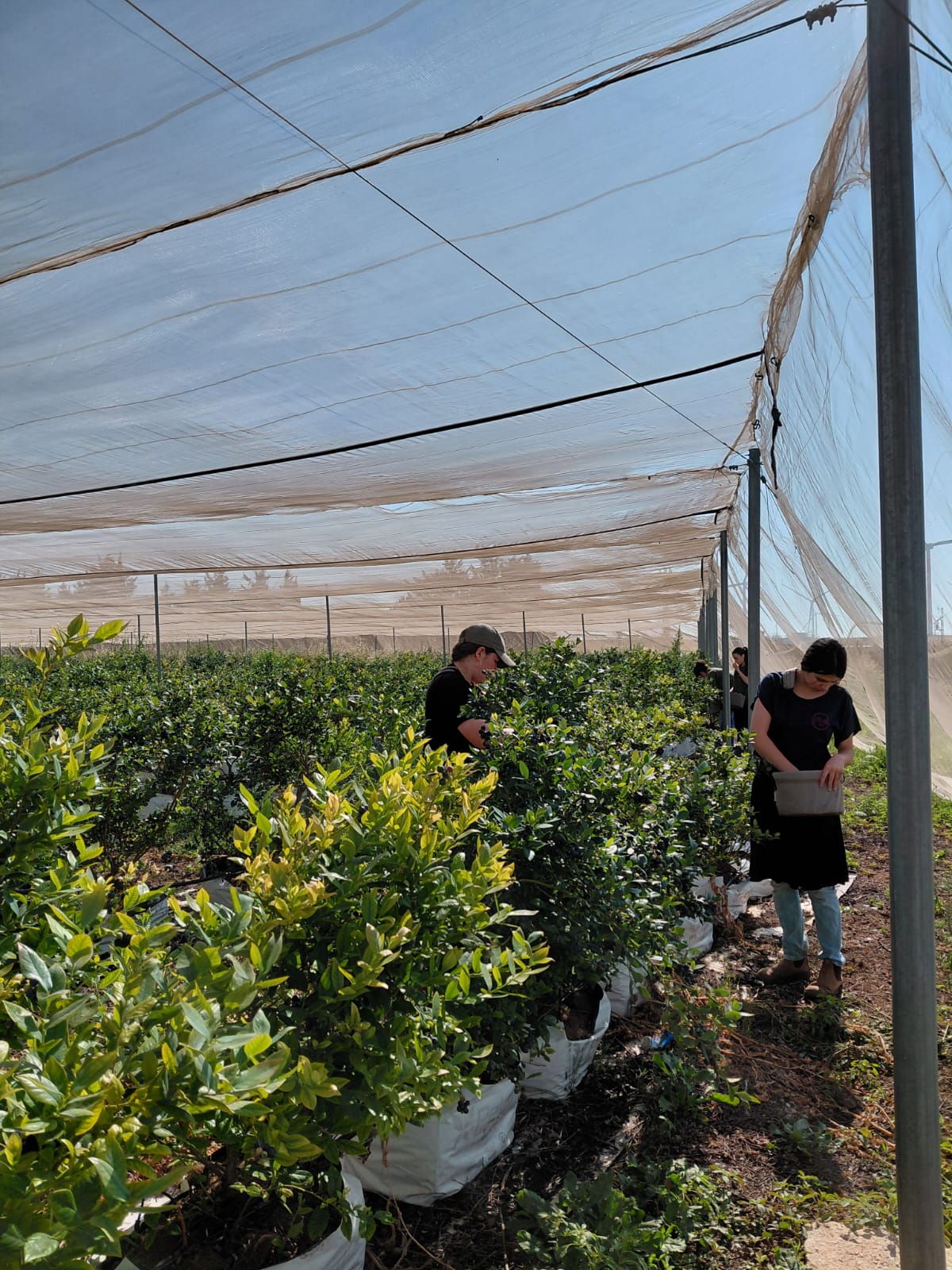 צילום: חיבורים בחקלאות