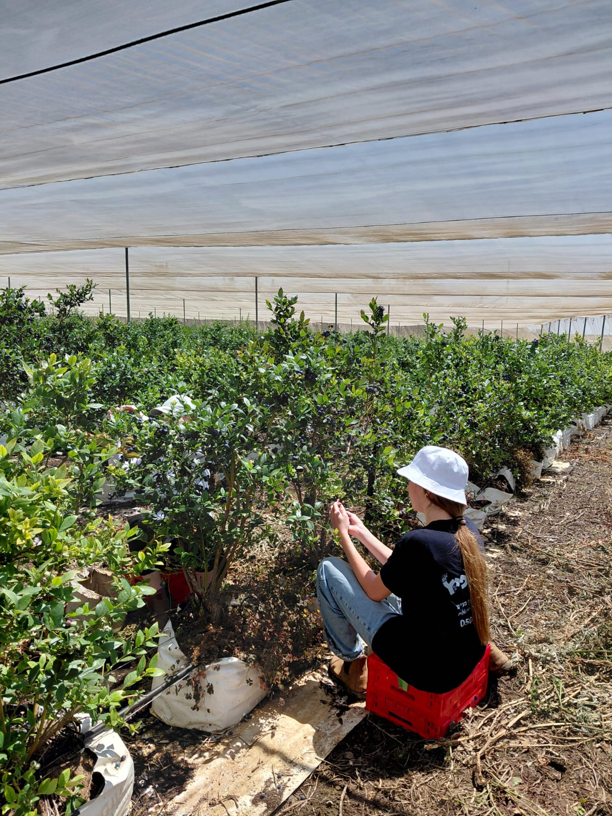 צילום: חיבורים בחקלאות