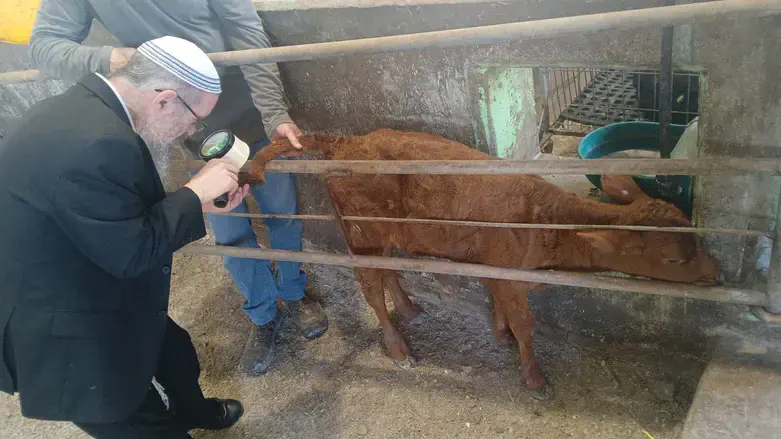 הרב עזריה אריאל עם הפרה האדומה החדשה