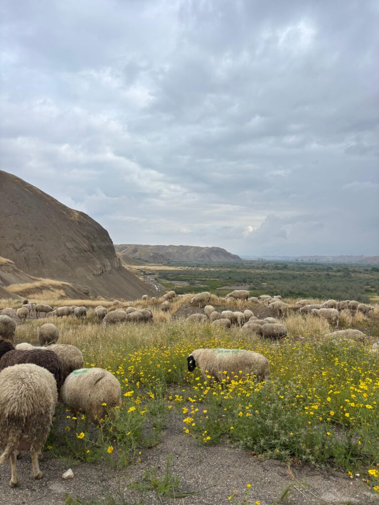 חוות זרזיר של יוסי ומור מלסה