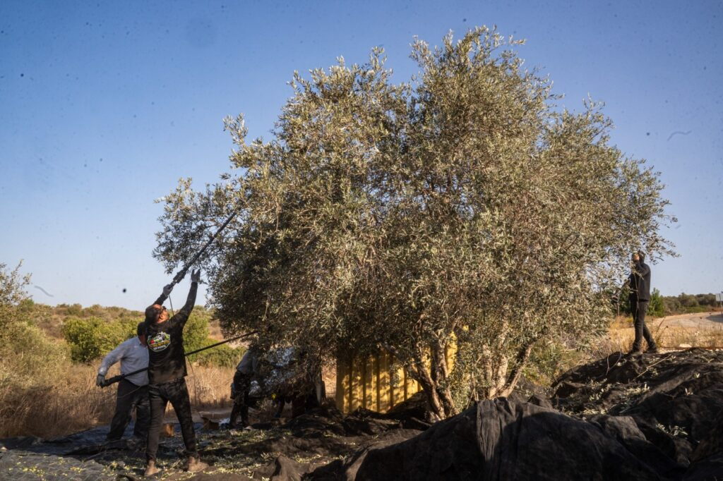 מסיק