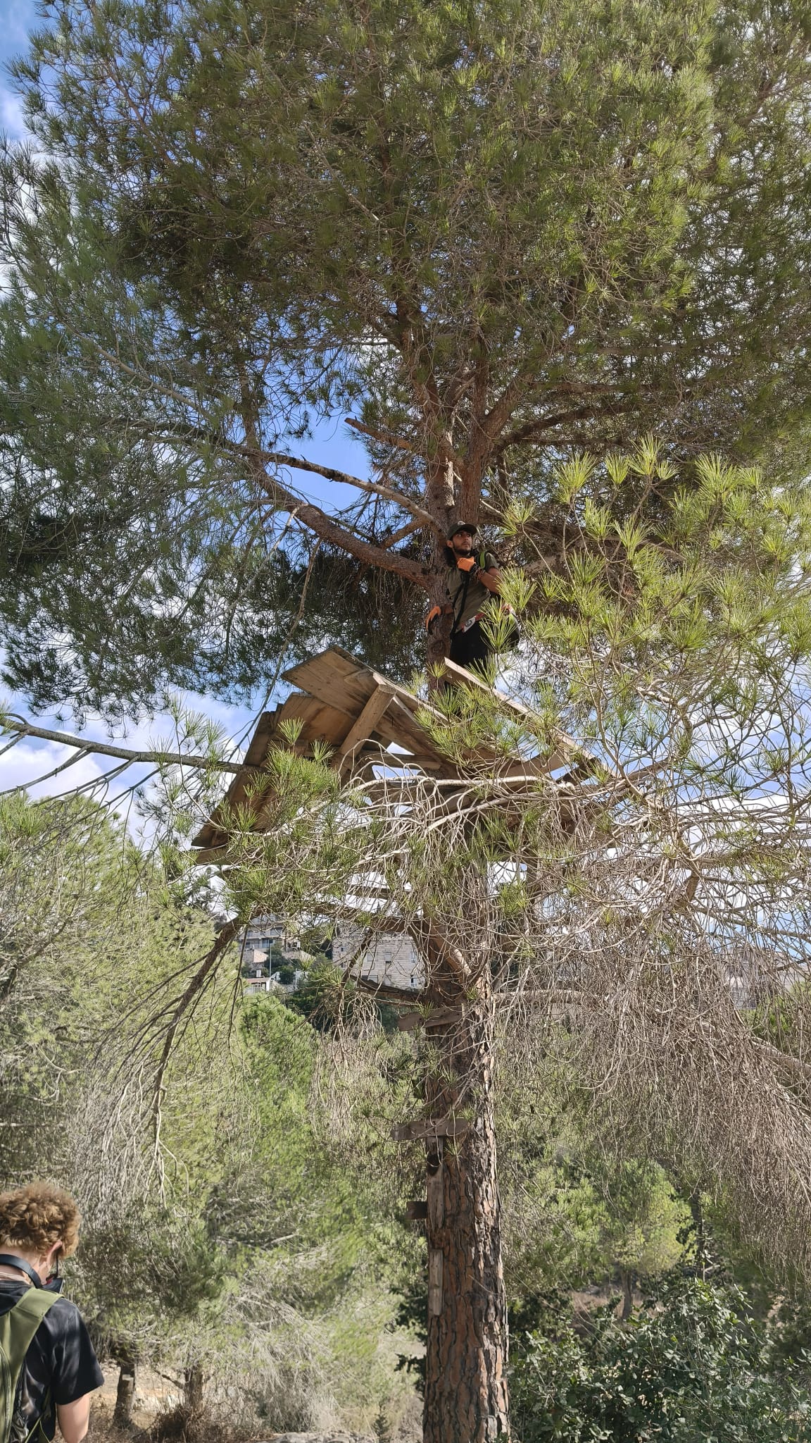 מתנדב מטפס לבדוק מבנה עץ גבוה