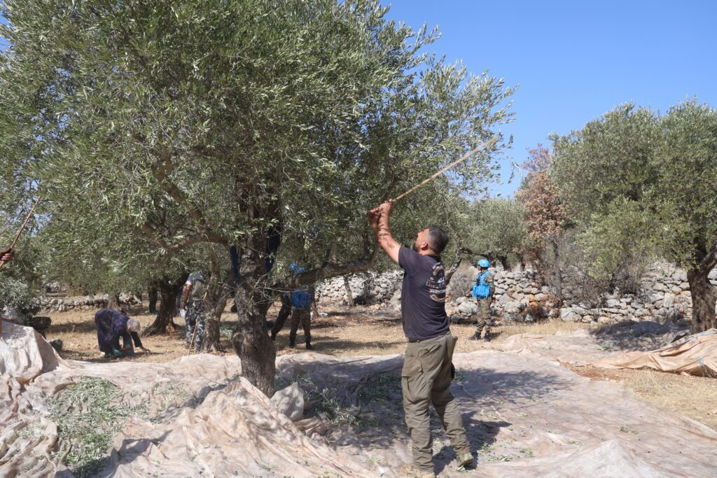 מסיק זיתים תחת חסות צבא לבנון ויוניפי"ל בפאתי כפר שובא. צילום: שאטרסטוק